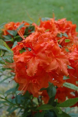 Azalea Ginger